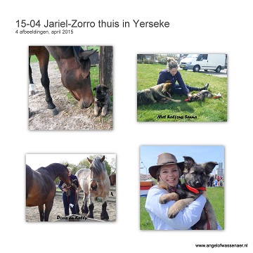 Zorro thuis in Yerseke